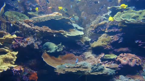 Beautiful Fishes under water ocean view