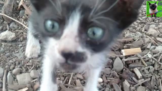 A hungry baby street cat is looking for its mother and does not stop crying