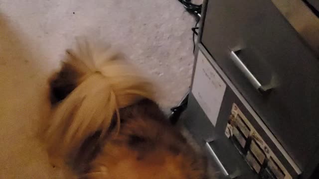 Lily is Not Happy