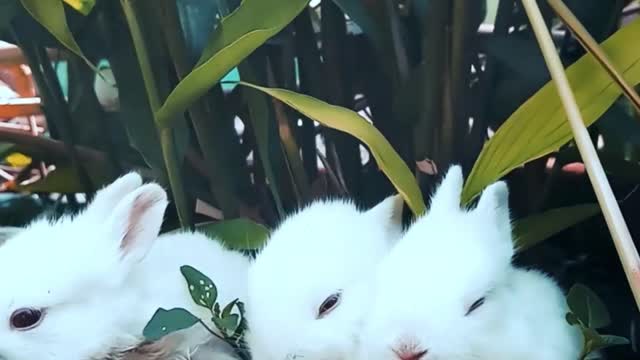 Top 10 Most 🐰Beautiful 🐇Animals in the world