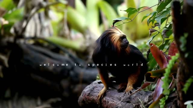 MONKEY - GOLDEN HEADED TAMARIN