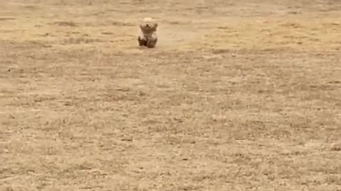 dog running towards owner