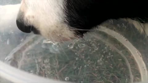 Dog Drinking Water