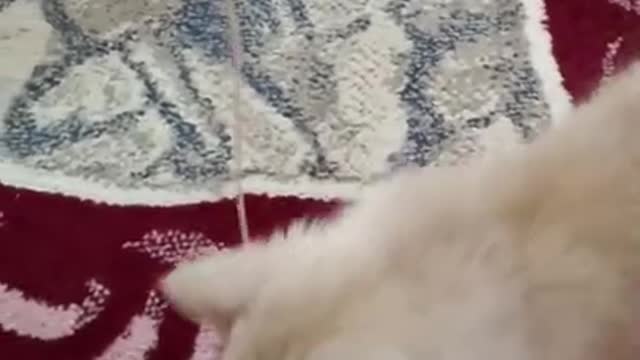 Omg & so cute cat #short video