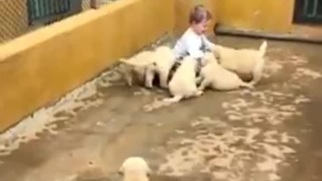 Baby playing with puppies (very beautiful)