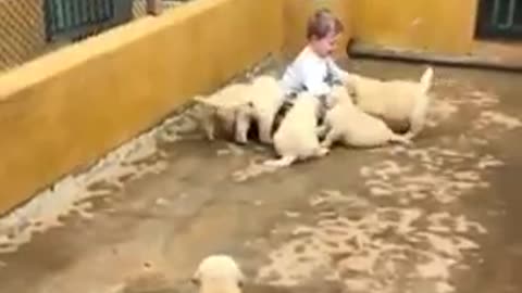 Baby playing with puppies (very beautiful)