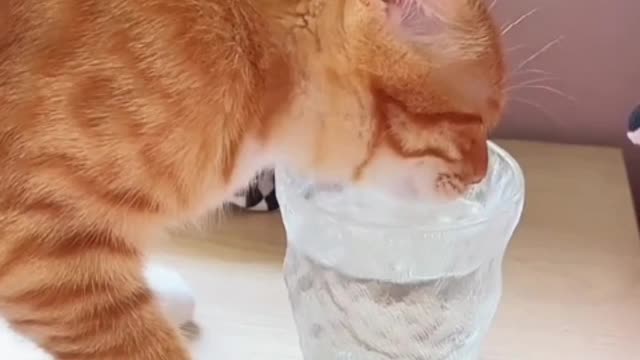 There was a particularly lazy kitten