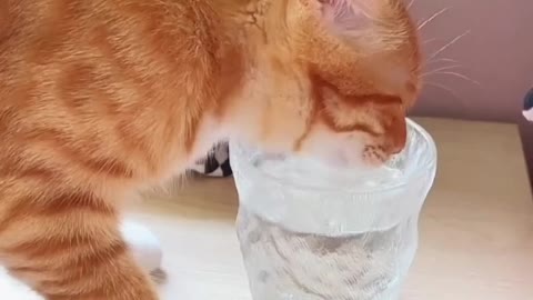 There was a particularly lazy kitten
