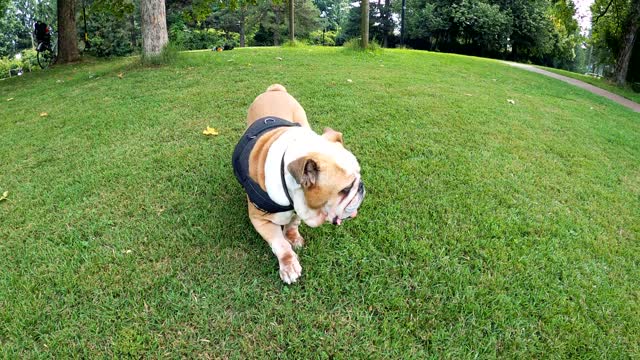 Dog's Morning Walk In The Park!