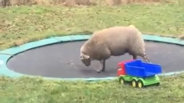 Sheep Discovers How To Use A Trampolin