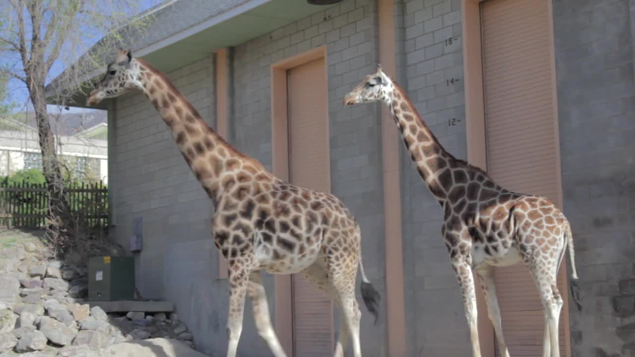 giraffes at the zoo