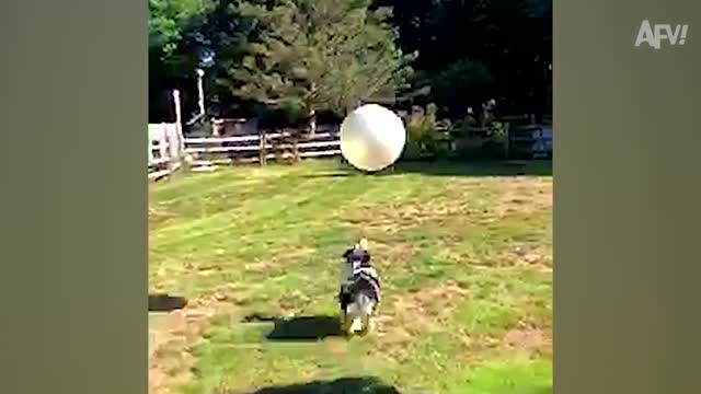 Cat Funny Video #1