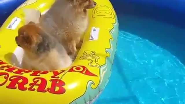 Three dog puppy in water pull