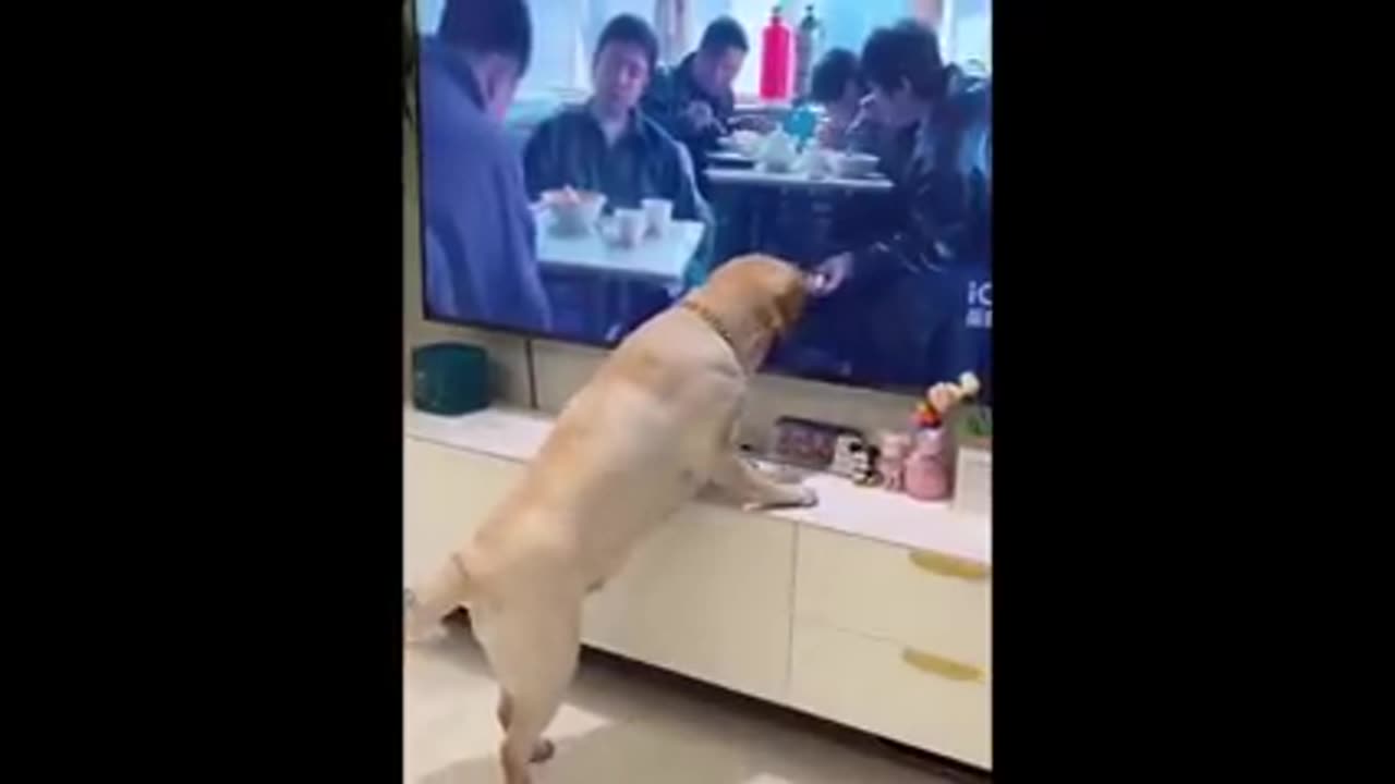 Funny Animals captions