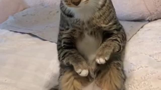 Gatto sdraiato sul letto