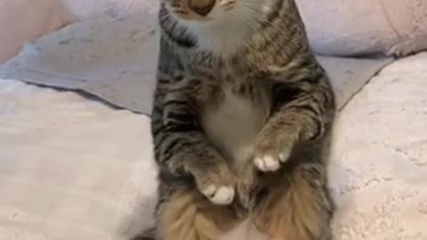 Gatto sdraiato sul letto