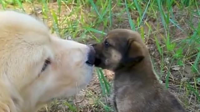 Smart dog video 2021- That's so adorable 🐶 😍