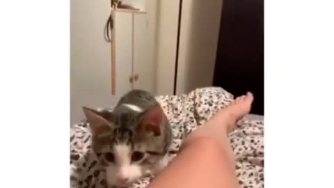 Cute cat fun with owner