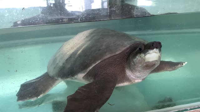 turtle Burmese star turtle Extinct