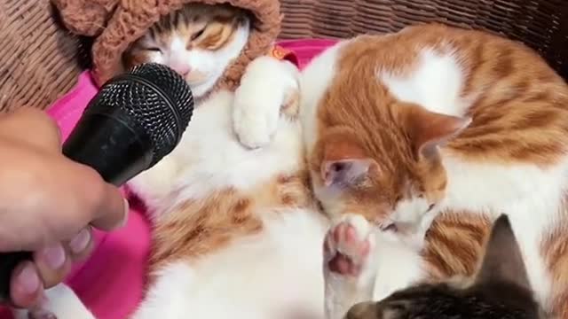 cat video