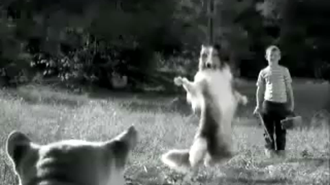 Dog (Lassie) vs Cat (Ninja Style)