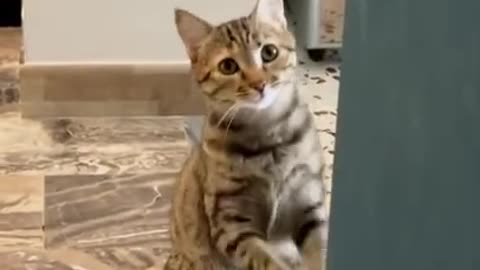 🐱 cute cat funny 🐱🐱🐱🐱