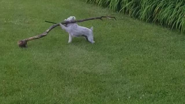 White dog carries giant tree branch