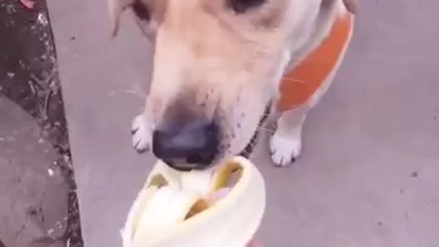 Funny Kind Dog Eating Banana