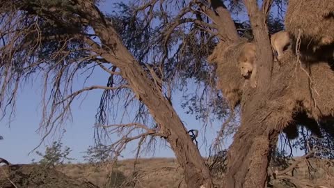 LION VS LEOPARD