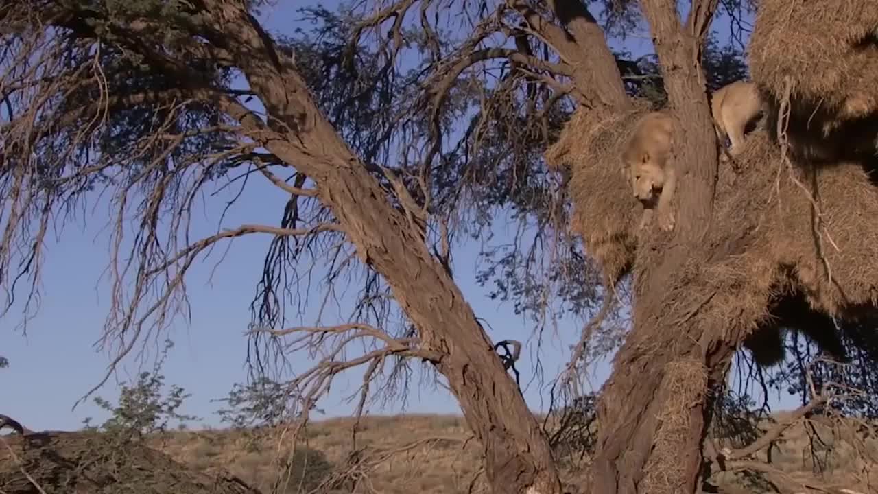 LION VS LEOPARD
