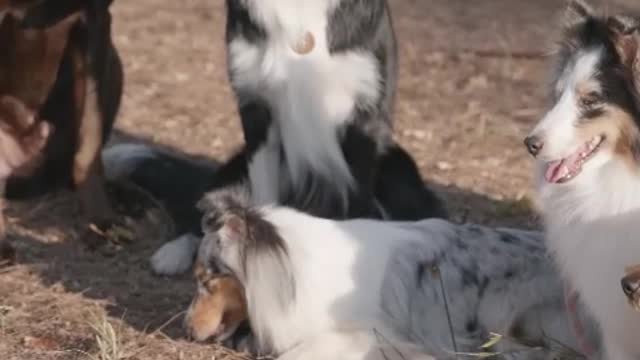 The longing for life should be accompanied by pets