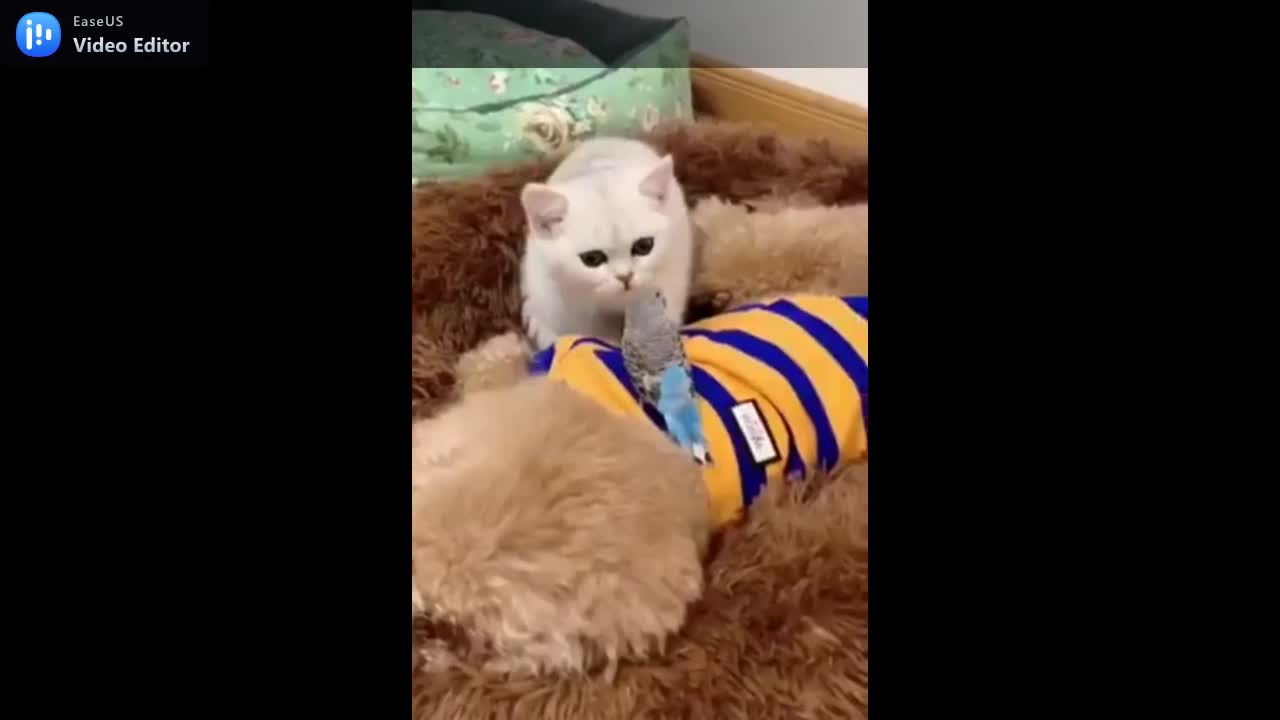 DOG BIRD AND CAT SO SWEET CUDDLING EACHOTHER.mp4