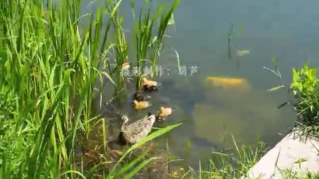 goldfish in water