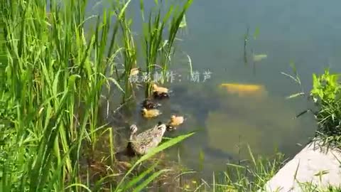 goldfish in water