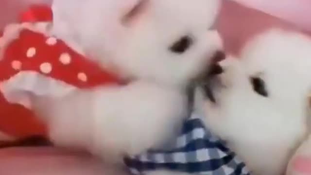 Cute Puppies Fighting Video Shorts