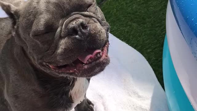 French Bulldog Loses His Mind Over Brand New Pool