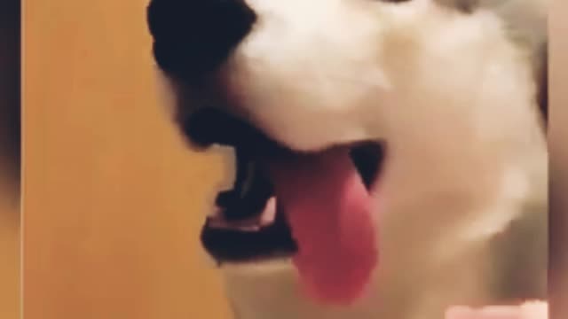 Funny dog's owner is entertaining with dog tongue