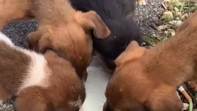 Cute and Funny Animals for When You are Stressed Part 32