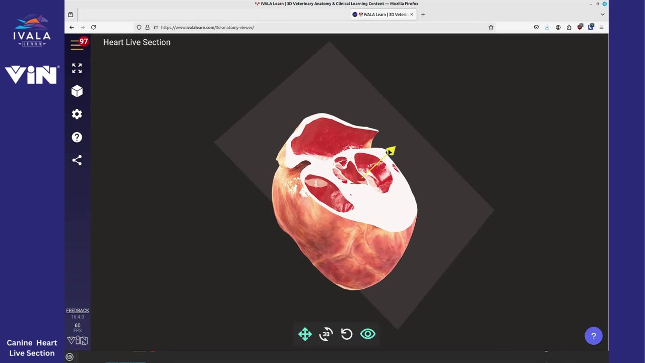 3D: CANINE HEART LIVE SECTION