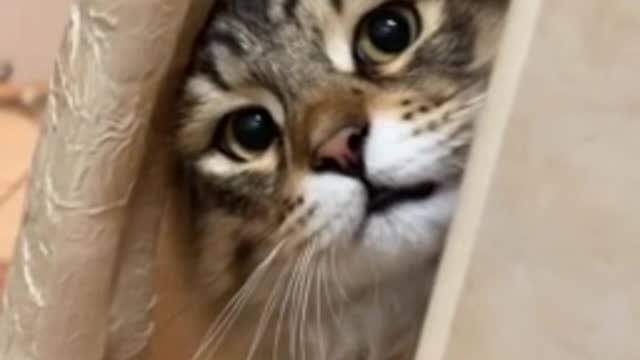 enacious cat has no regard for proprietor's protection