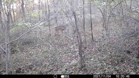 Deer Near sparing match