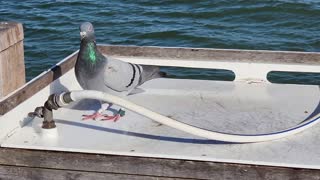 Dove gets thirsty and finds water