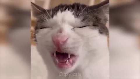 Cute cats and Funny moments 2023