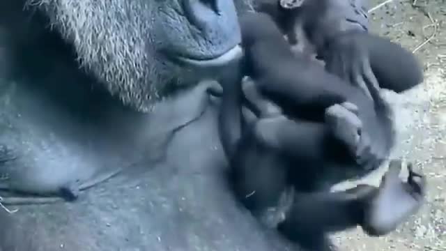 gorilla with a cub