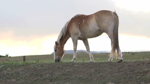 Horse eating grass at sunset slow motion