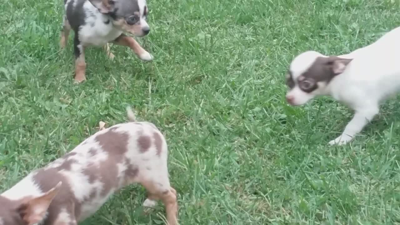 Sir William Wallace with Siblings