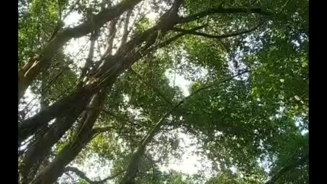 ∞The sound of cicadas in the jungle∞