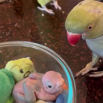 Baby won’t stop crying! (He’s OK - just a little grumpy