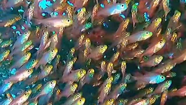stunning sea world