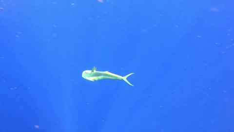 (3) Climate